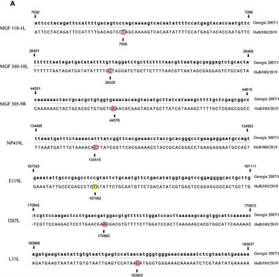 Infection of domestic pigs with a genotype II potent strain of ASFV causes cytokine storm and lymphocyte mass reduction